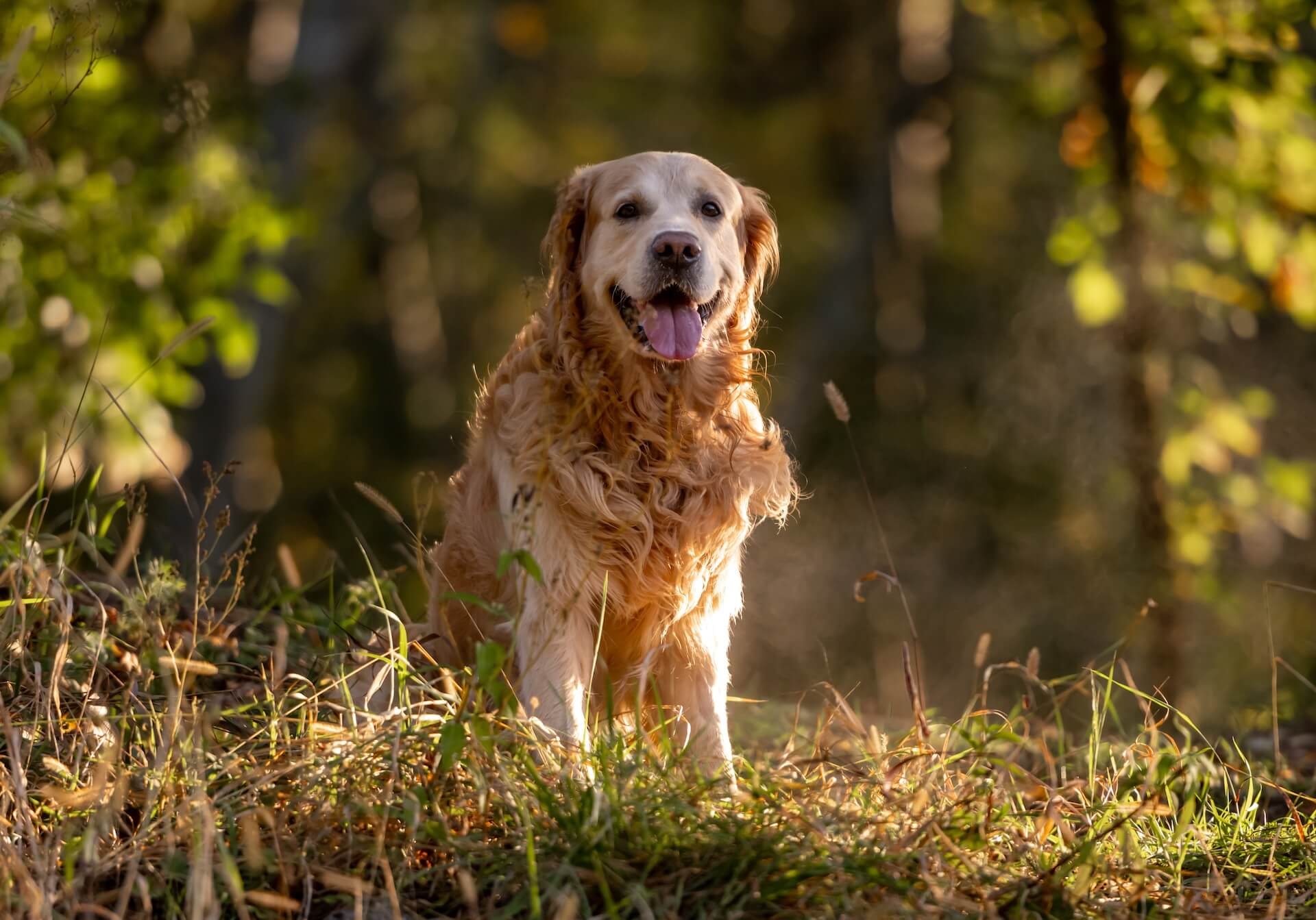 golden retriever und wie groß diese werden und wie alt