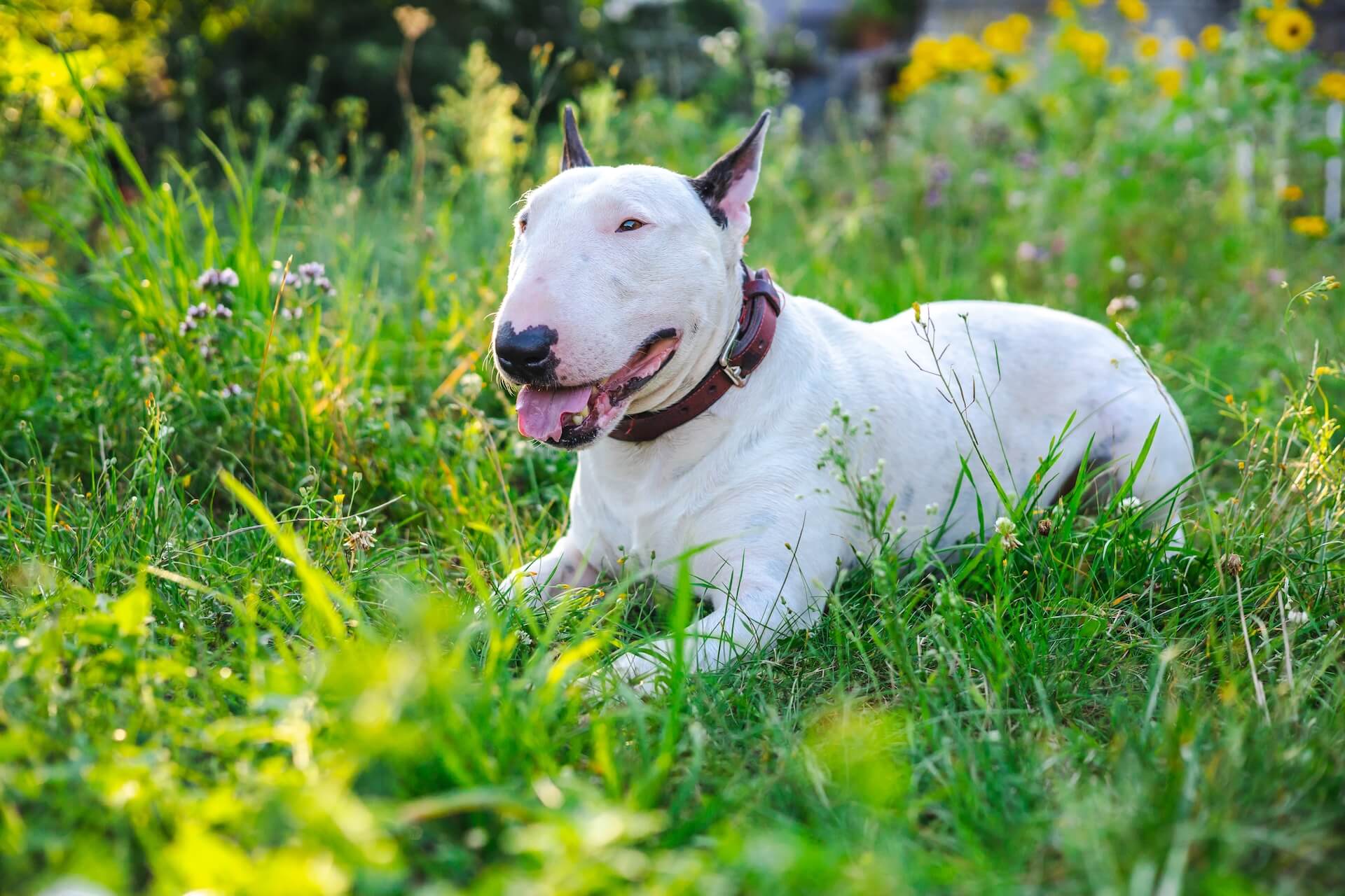 Bullterrier Kosten und Charakter
