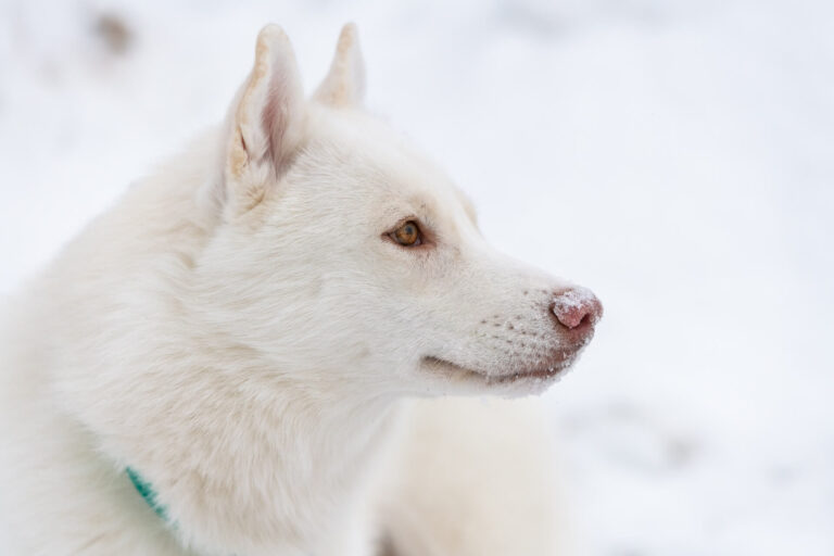 samojede hund als Beispiel für alter, größe auslauf und ähnliche rassen