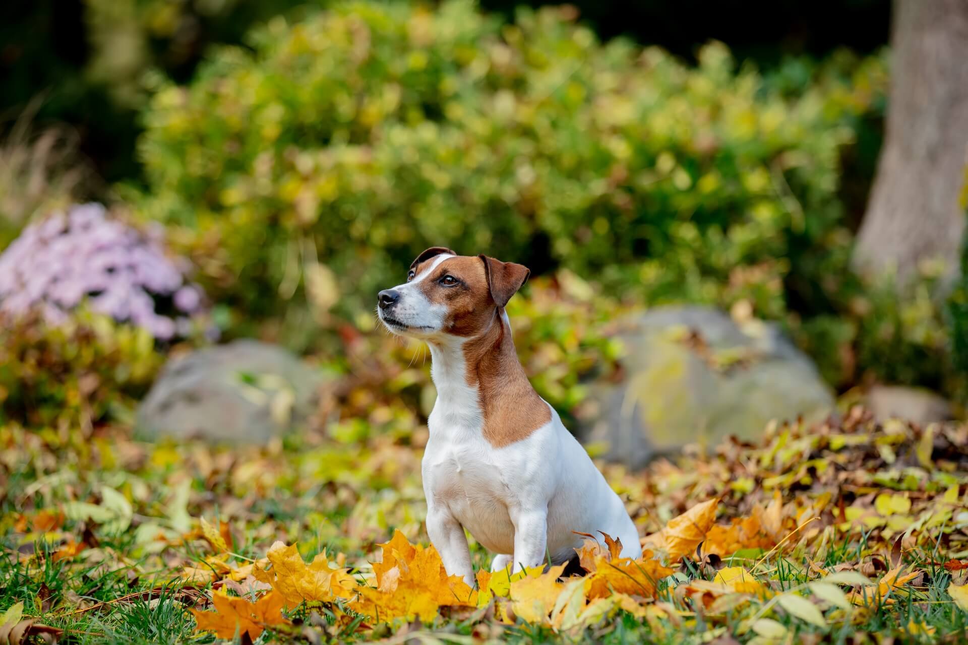 Jack russel Terrier im Feld