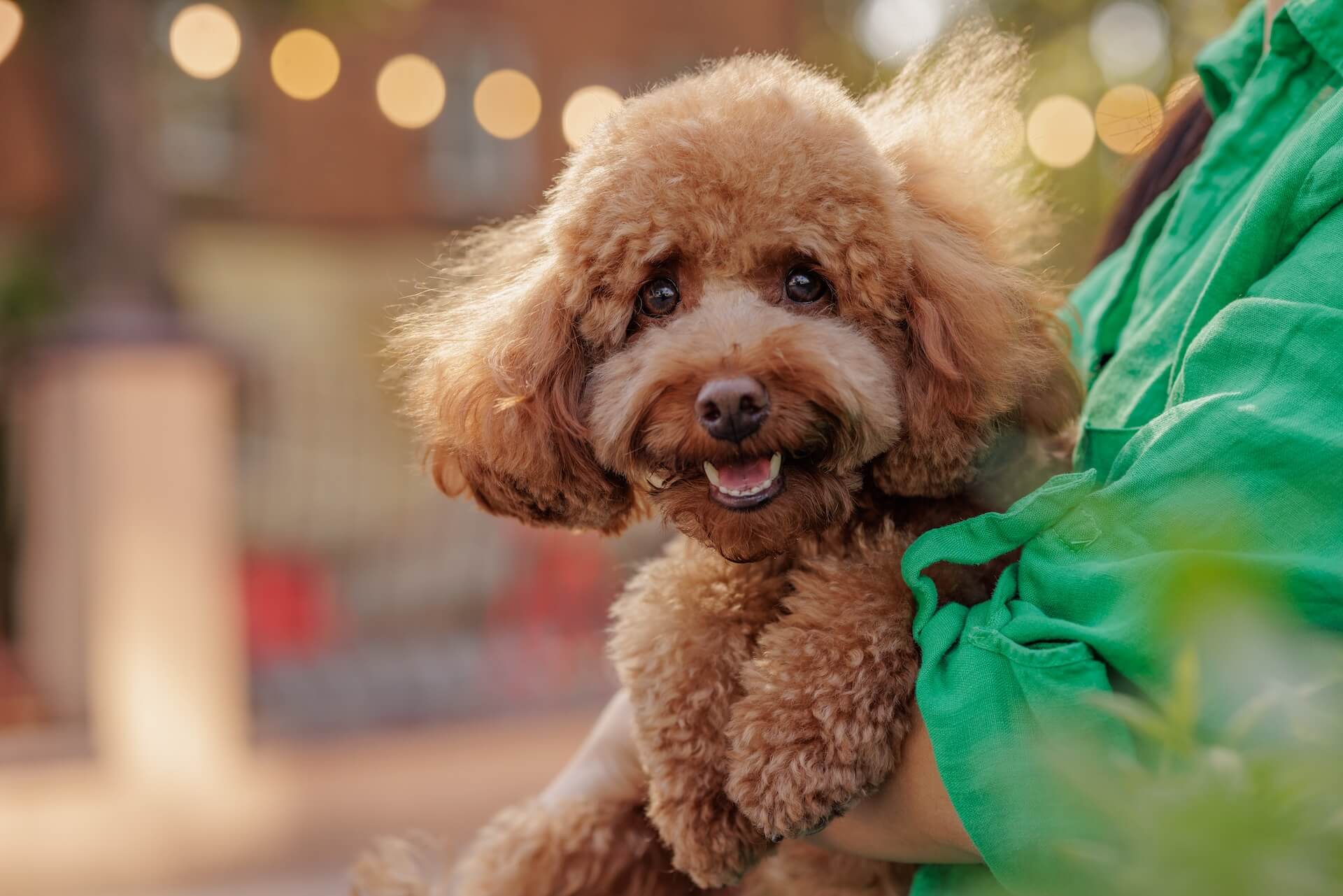 Pudel auf dem arm guckt in die Kamera