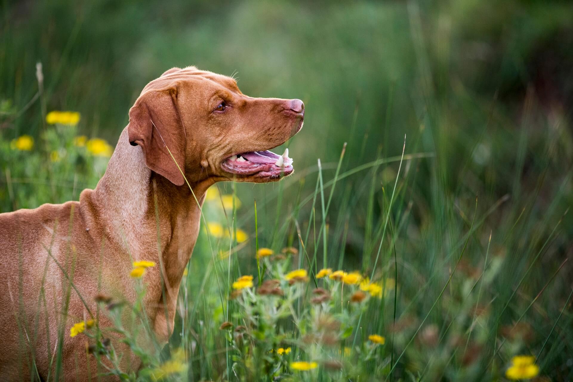 Vizla Hund im Blumenfeld