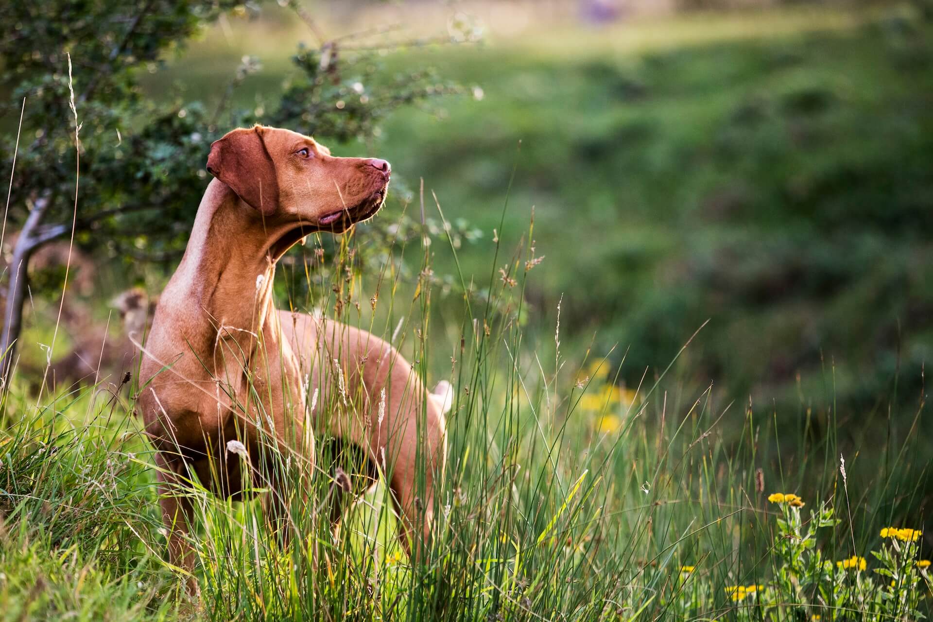 Vizla Hund im Feld als Beispiel für größe und kosten