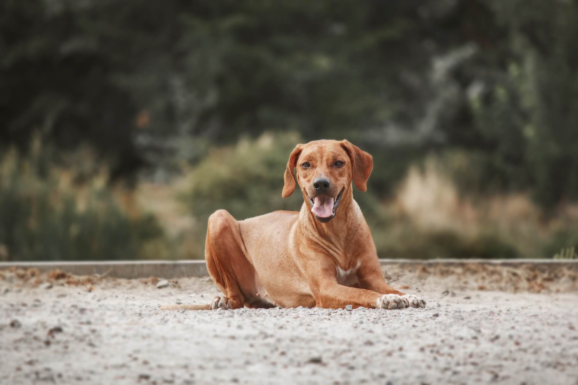 Rhodesien ridgeback und deren Charakter und Kosten