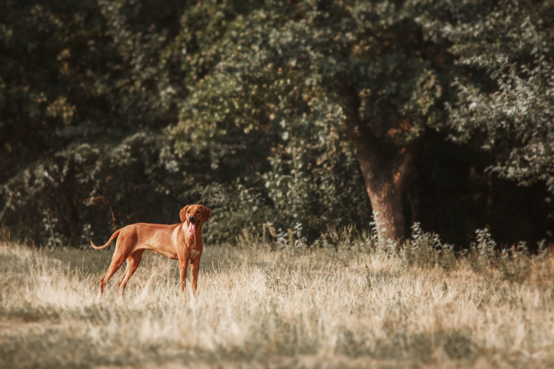 Rhodesien ridgeback und mögliche Probleme