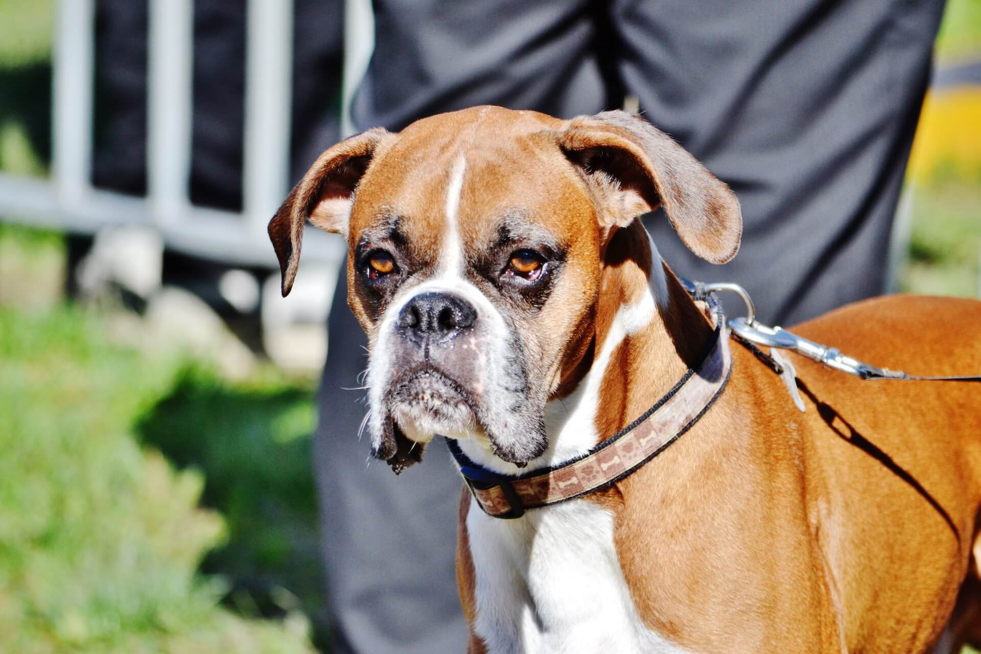 Boxer Hund als Beispiel für größe und rechtliche Einstufung