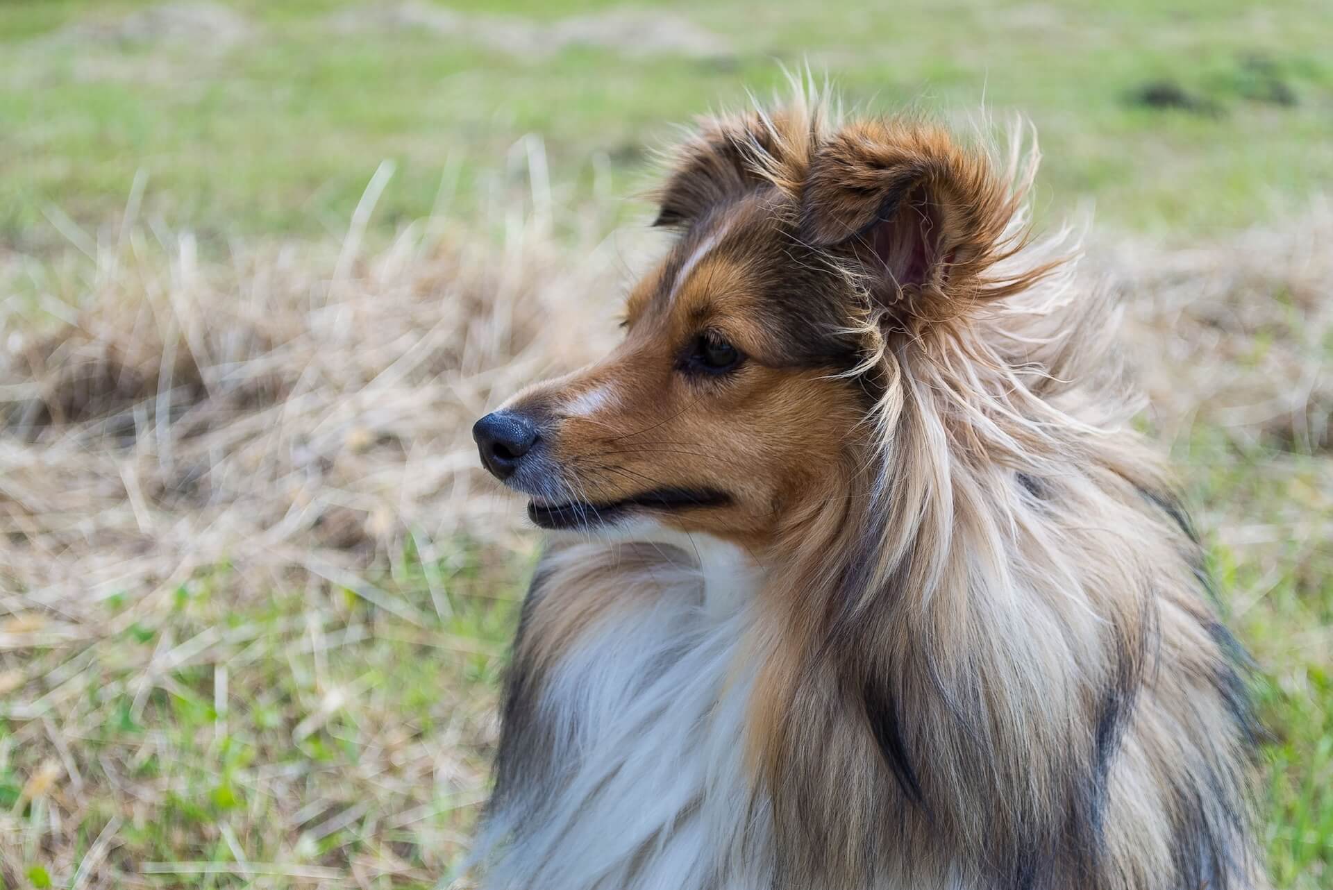 sheepdog und Züchter, Größe und Lebenserwartung