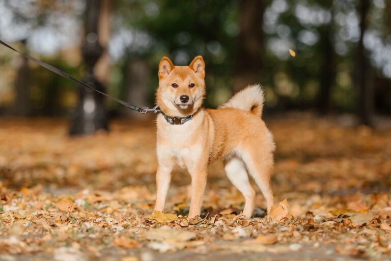 Shiba inu hund auf einer wiese im Herbst und Kosten