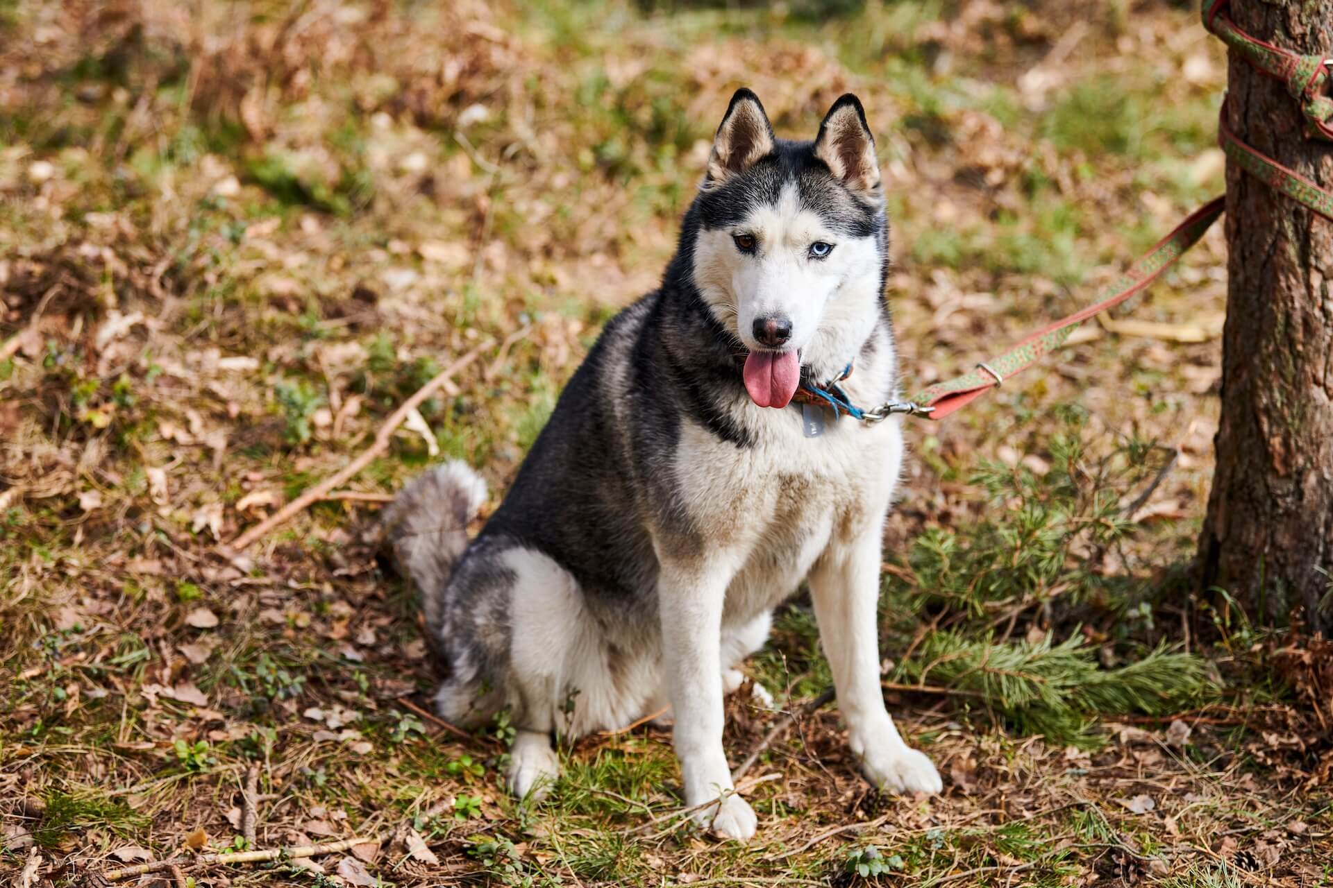 Alaskan Malamute