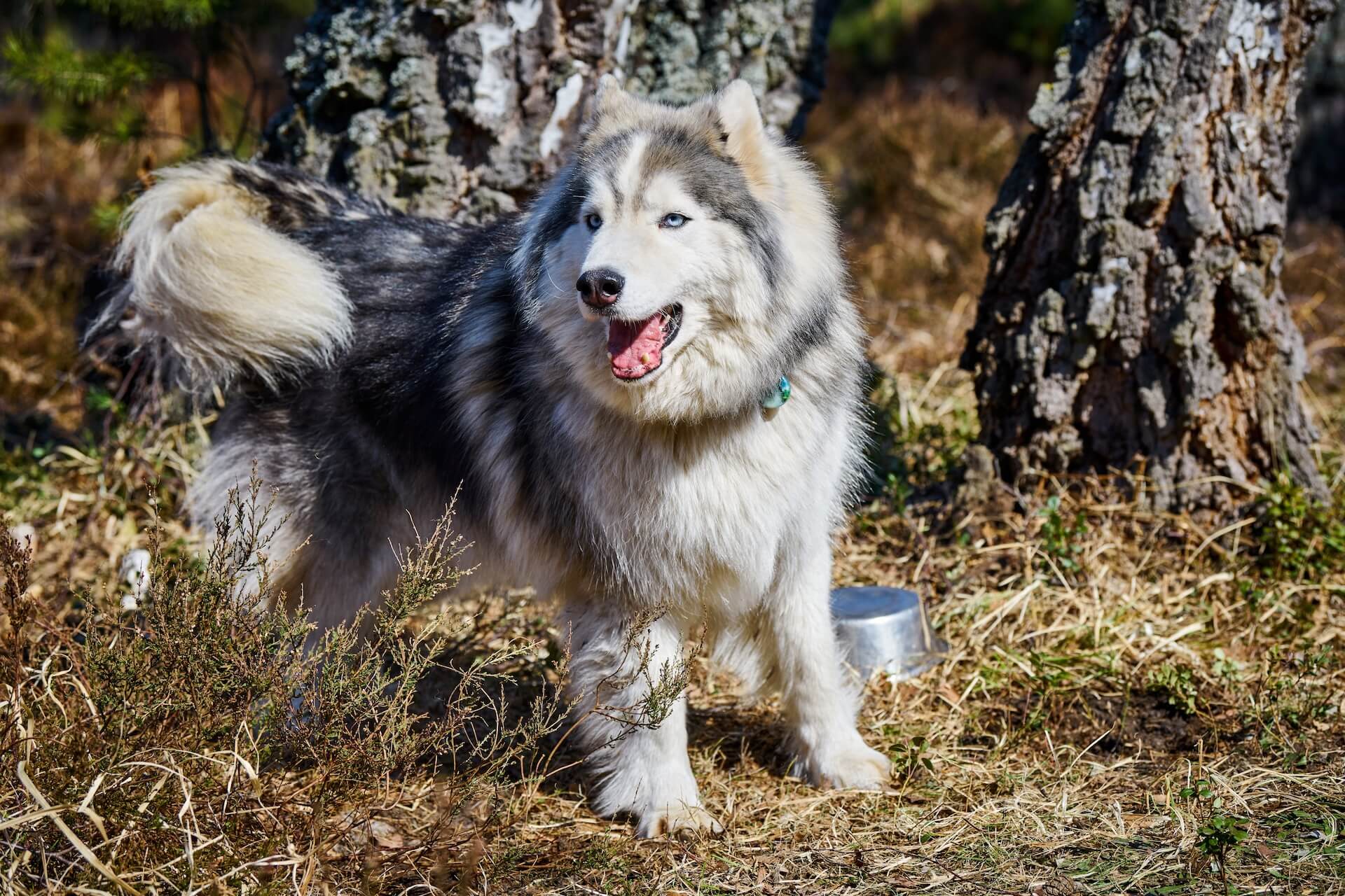 Husky Hund in vergleich zu alaskan malamute